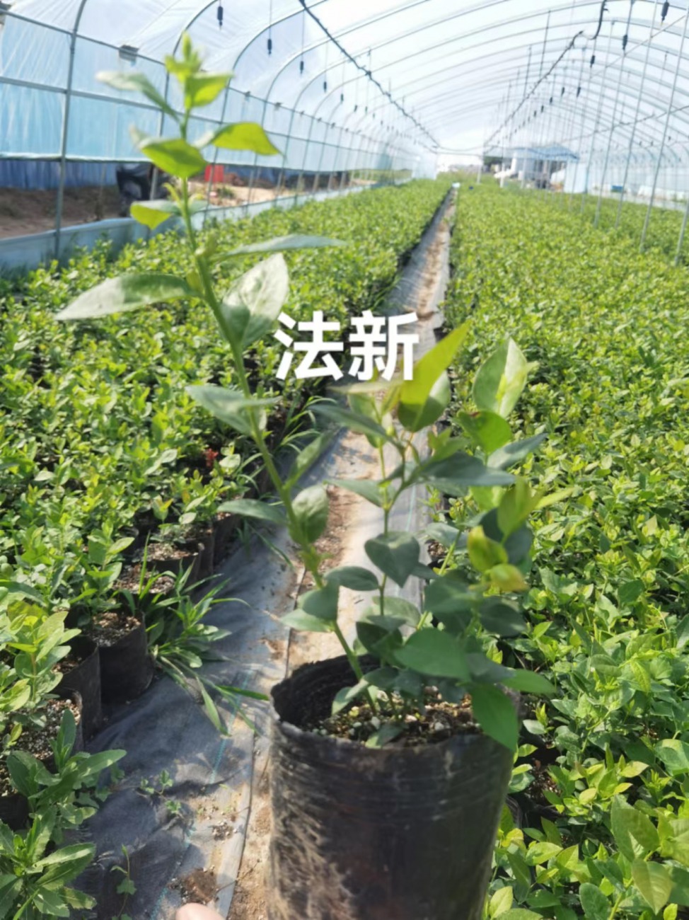 奥尼尔蓝莓苗天津能耐多少度低温