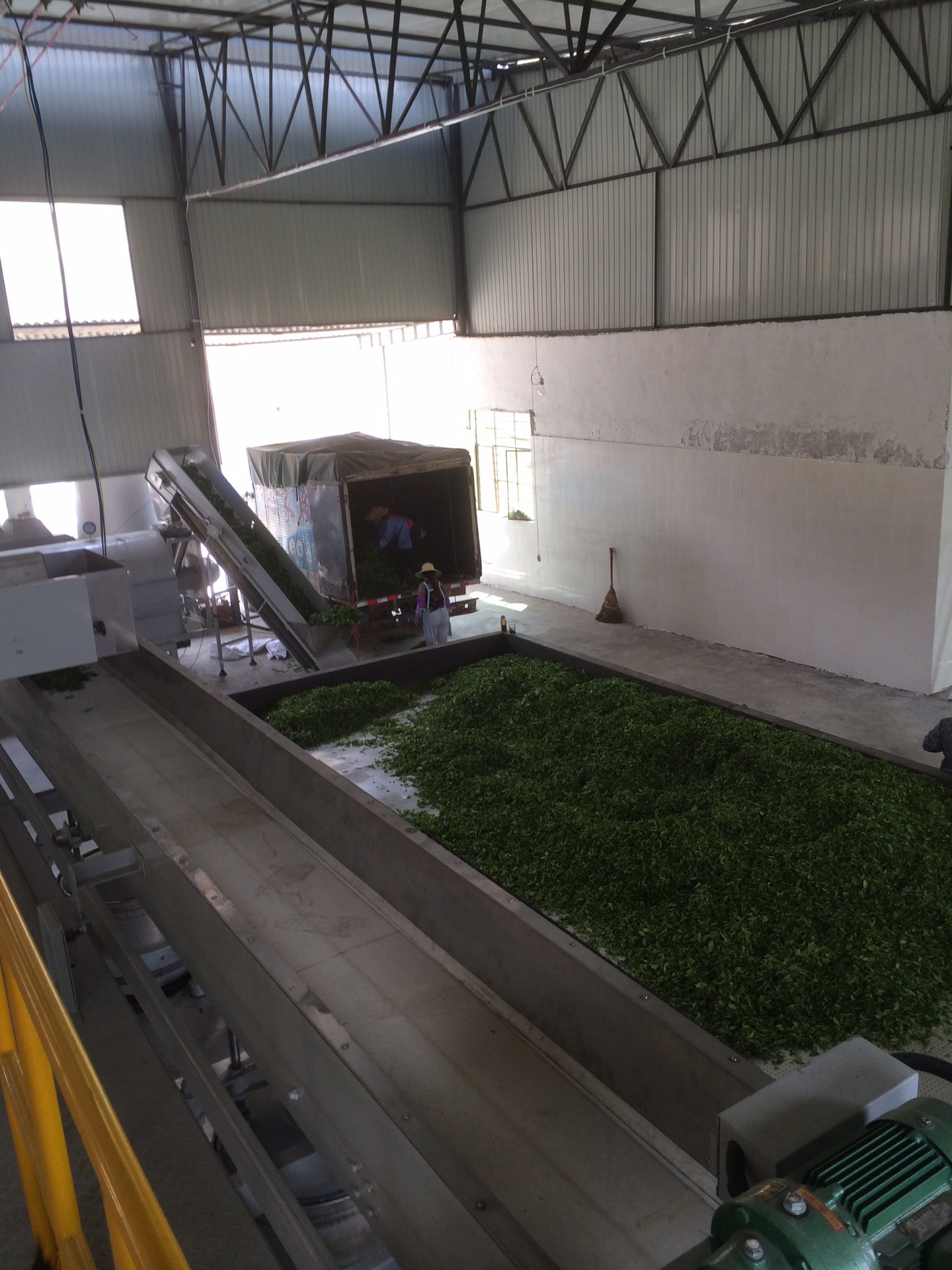 绿茶生产线13