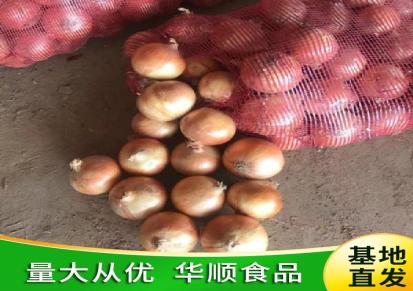 紫皮洋葱头黄皮圆葱 基地发货 可定制 蔬菜产地 华顺食品