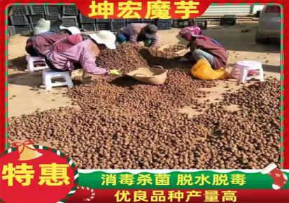 湘西魔芋种子厂家直销 魔芋种子种植基地大量供应